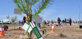 árbol Todotransporte Bosque Scania