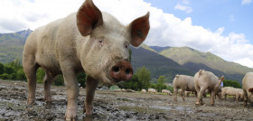 Pig 752557 1920