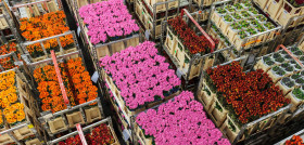 VascoAirCargo transporteplantas bodega avionBinter1