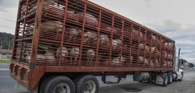 Transporte animales 6 5k