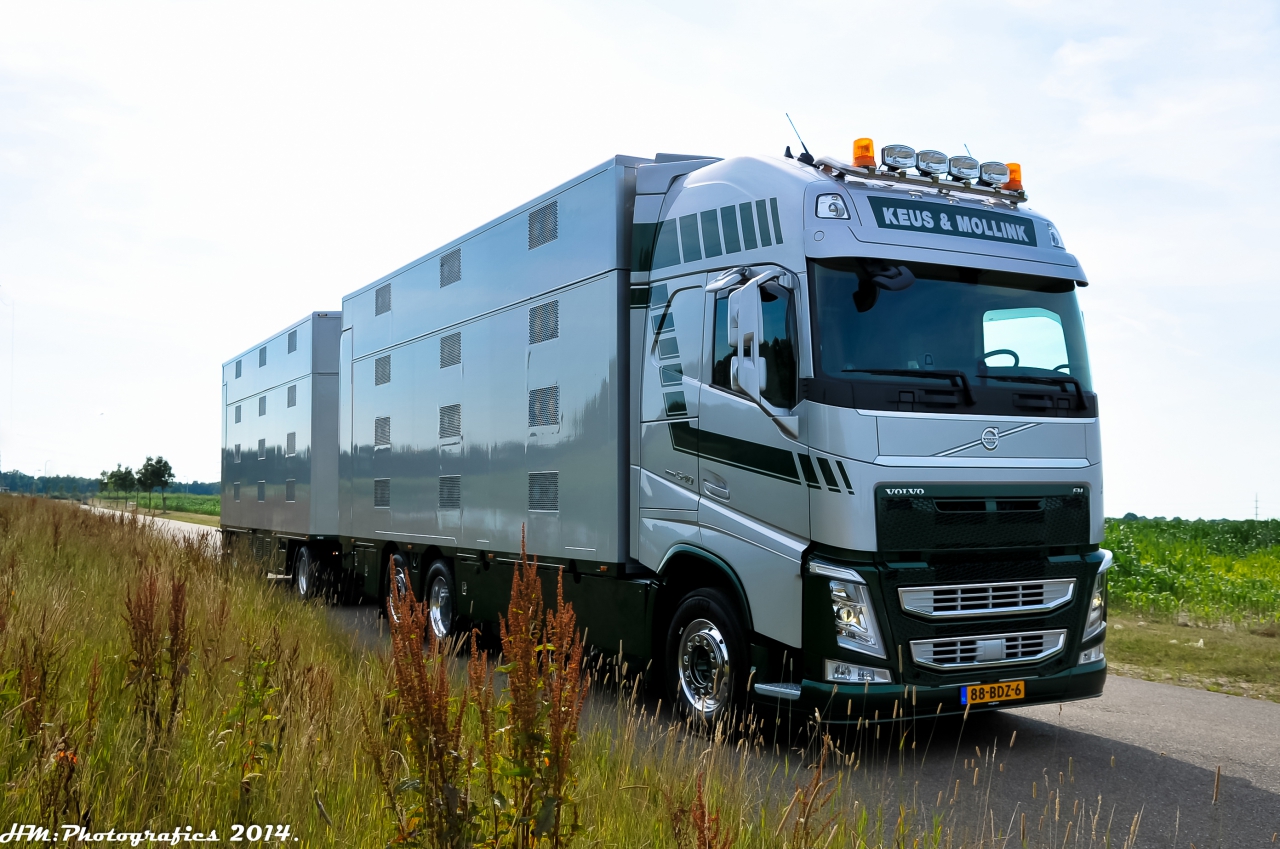 Keus & Mollink está especializada en el transporte de ganado.