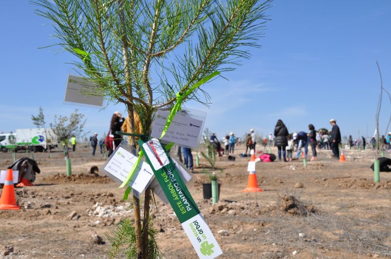 árbol Todotransporte Bosque Scania